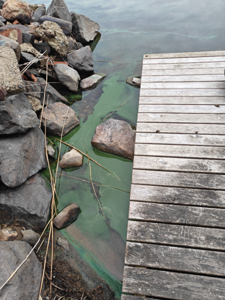 Tiedosto:Orivesi (Saimaa) (04.311.1.001)-Havaintopaikka 8-ObsALG-202506281312-685fc07441d3e.png