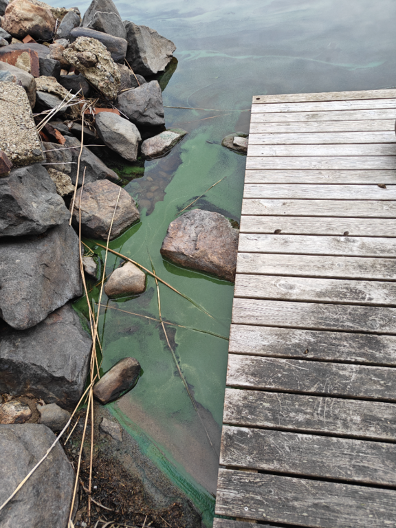 Orivesi (Saimaa) (04.311.1.001)-Havaintopaikka 8-ObsALG-202506281312-685fc07441d3e.png