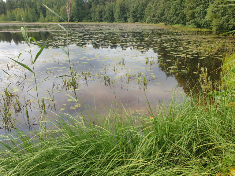 Urpolanlampi (04.152.1.001)-Uusi hulevesiputki-ObsIMG-202408061023-66b1f61797431.png