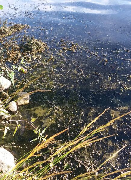 Tiedosto:20170803 212437.jpg