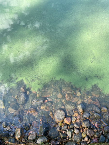 Tiedosto:Inkoo Fagervik-Österviken, Jakob Ramsjö-ObsALG-202208281447-630b563f0139c.png