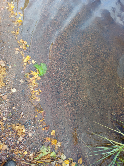 Iso-Lano (35.833.1.001)-Rotarien sinileväseuranta (Lanonpohja)-ObsALG-202509161622-1758053654813.png