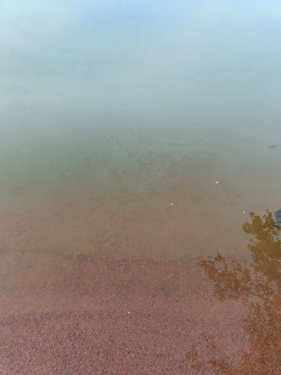 Köyliönjärvi (34.054.1.001)-Valtakunnallinen sinileväseuranta (Yttilän Otta)-ObsALG-202409031503-66d6fb2aae0d4.png