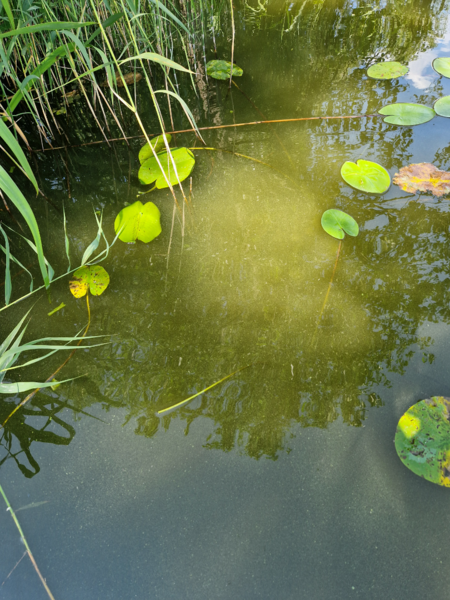 Tiedosto:Äimäjärvi (35.262.1.001)-Vihtiä-ObsALG-202507151421-1752578856500.png