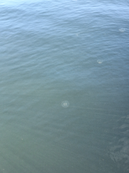 Tiedosto:Korppoon - Houtskarin ulkosaaristoalue-Valtakunnallinen sinileväseuranta (Korpoström)-ObsIMG-202509161442-1758023104382.png