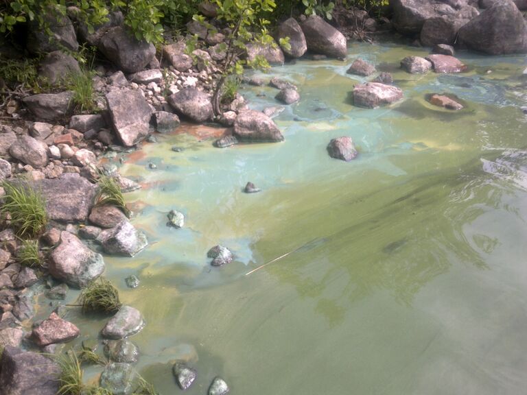 Levät roineella.JPG