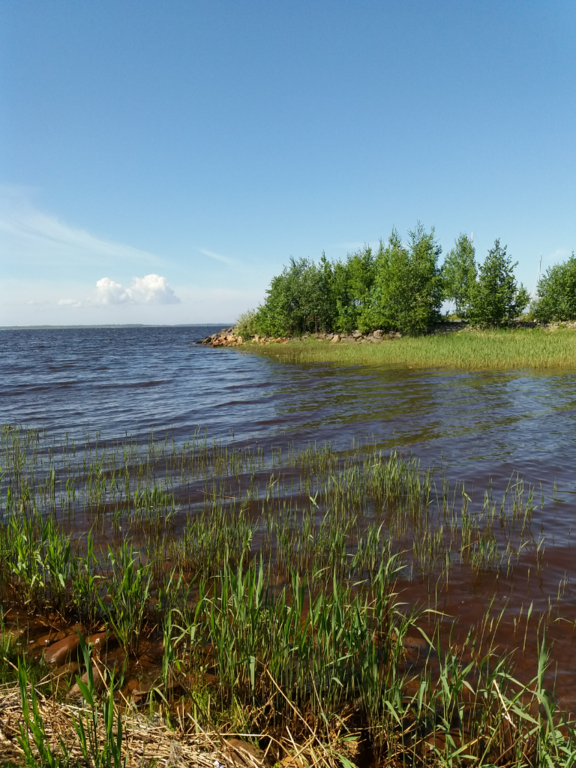 Oulun edusta-Rotarien sinileväseuranta (Kellon kalasatama)-ObsIMG-202206211939-62b1f4f5a5027.png