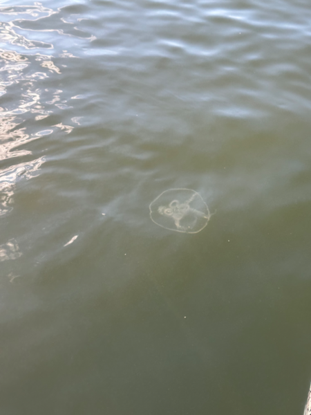 Tiedosto:Porkkala itä-Abborrviken-ObsJELLY-202407301932-66a97b41057c4.png