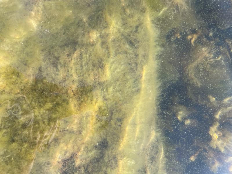 Tiedosto:Rymättylän ja Houtskarin välinen saaristo-Ahvensaari lauttaranta-ObsALG-202308241010-64e7023cf3de6.png