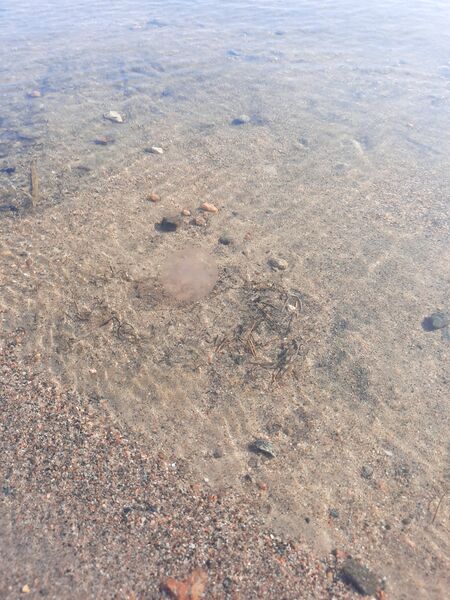 Tiedosto:Sipoon saaristo-Aurinkolahden uimaranta-ObsJELLY-202010101115-54.jpg