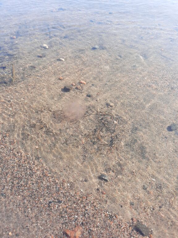 Sipoon saaristo-Aurinkolahden uimaranta-ObsJELLY-202010101115-54.jpg