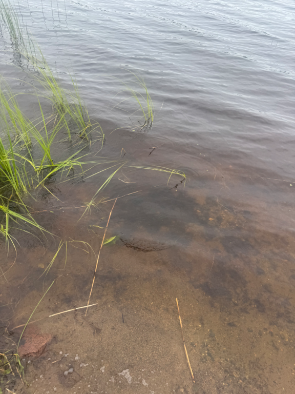 Toiviaisjärvi (04.552.1.013)-Valtakunnallinen sinileväseuranta (Kaarteenperä)-ObsIMG-202507081115-1751963126229.png