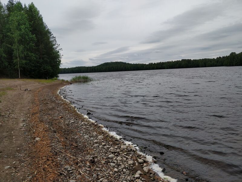 Tiedosto:Valvatus (04.213.1.002)-Valtakunnallinen sinileväseuranta-ObsIMG-201806191015-26.jpg