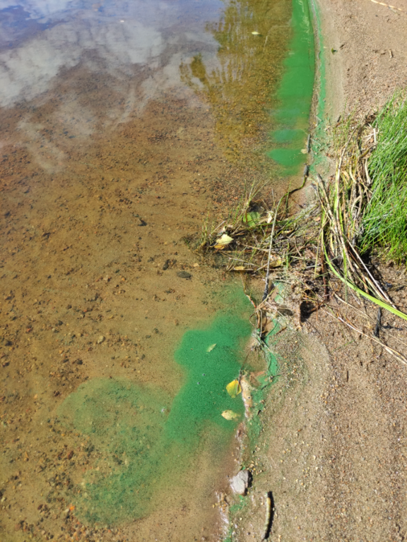 Alavudenjärvi (44.051.1.004)-Harrinranta-ObsIMG-202107090936-60e7eef7d0ce5.png