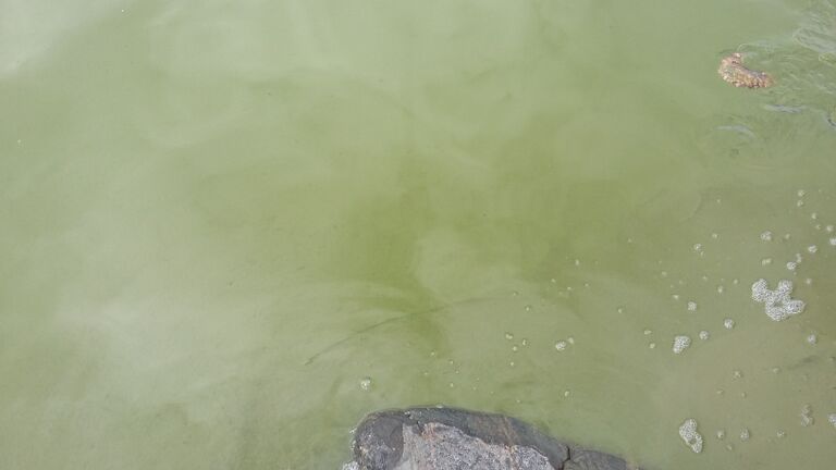 Helsinki-Porkkala-Låga Räfsö-ObsIMG-201807031700-44.jpg