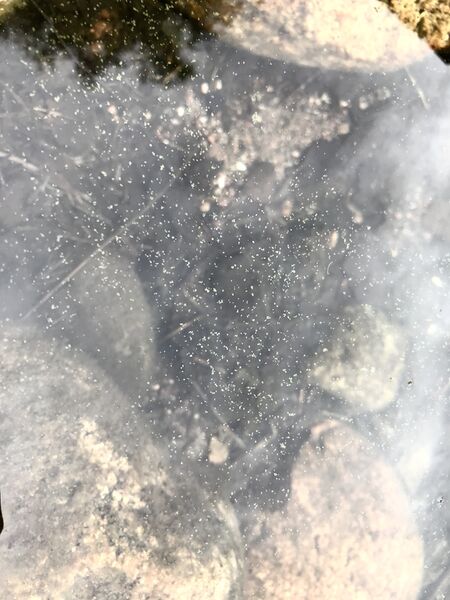 Tiedosto:Iso-Pitkusta (25.007.1.014)-Lounaisranta-ObsALG-201907110940-54.jpeg