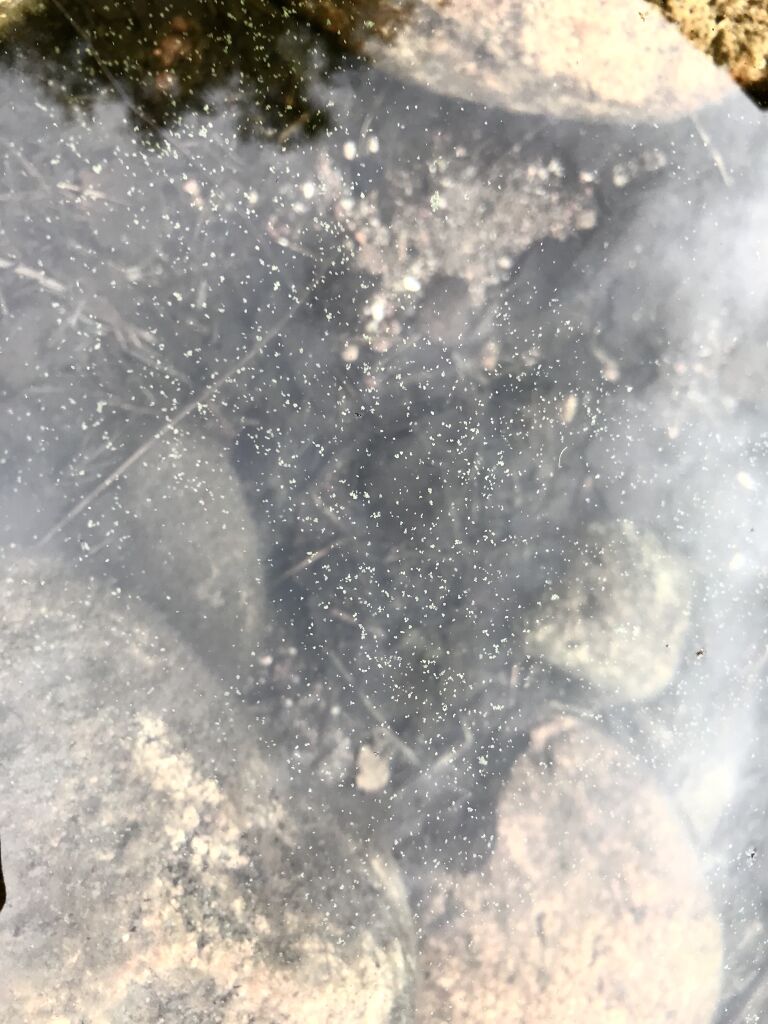 Iso-Pitkusta (25.007.1.014)-Lounaisranta-ObsALG-201907110940-54.jpeg