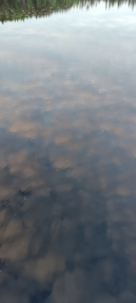 Tiedosto:Kikurinjärvi (35.289.1.008)-Rotarien sinileväseuranta-ObsIMG-202606032156-1780513158947.png
