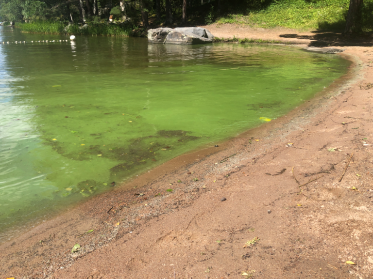 Pyhäjärvi (35.211.1.001)-Reipin uimaranta-ObsALG-202407131349-66925c4e0e3f3.png