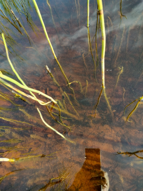 Rytinkijärvi (61.522.1.001)-Valtakunnallinen sinileväseuranta (Rytinkisalmi)-ObsIMG-202408061052-66b1d6a841ac3.png