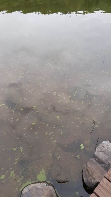 Suuri-Onkamo (04.372.1.001)-Ertonniemen lahti-ObsALG-202209091105-631af444680c5.png