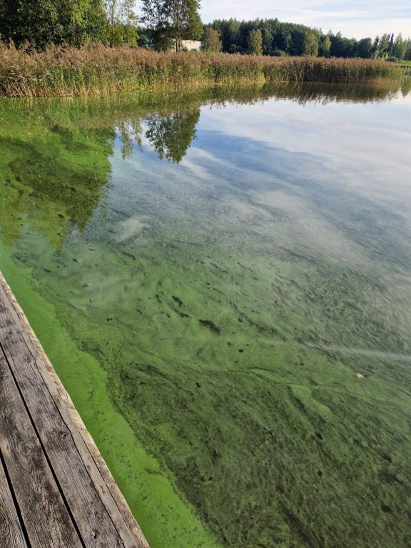 Vanajavesi (yhd.)-Havaintopaikka 5-ObsIMG-202309081807-64fb38e56e783.png