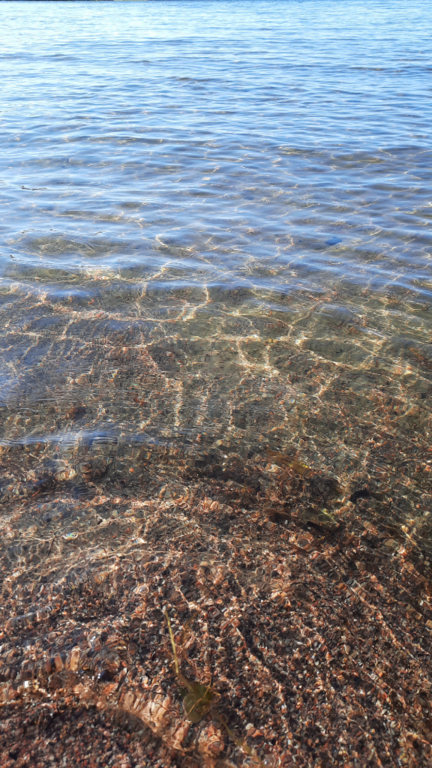 Vesijärvi (14.241.1.001)-Valtakunnallinen sinileväseuranta (pohjoisosa)-ObsIMG-202108040803-610a1fe0d09a7.png