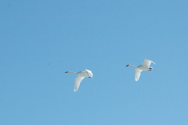 Joutsenten ylilento luikonsaaressa.jpg