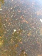 Kallavesi (yhd.)/Vaajasalo, eteläranta