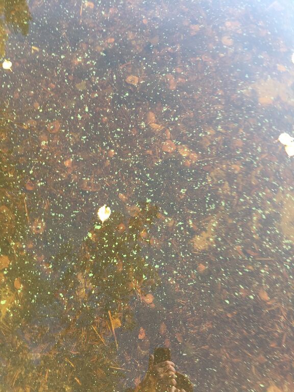 Kallavesi (yhd.)-Vaajasalo, eteläranta-ObsALG-202010031059-48.jpeg