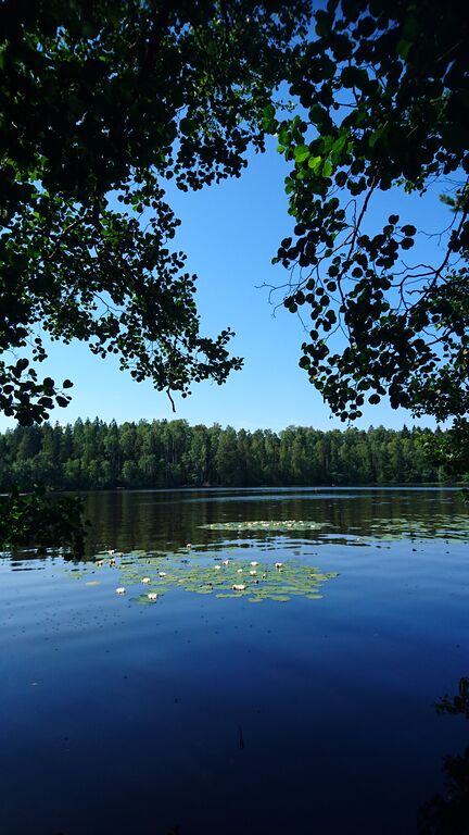 Kuusijarvi lumpeet.JPG