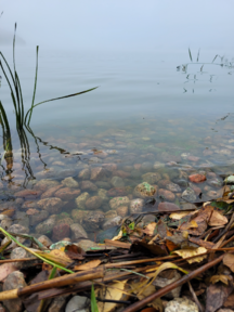 Mallusjärvi (18.033.1.001)-Valtakunnallinen sinileväseuranta (seurakunnan leirikeskus)-ObsIMG-202409241445-66f3a885b0e91.png