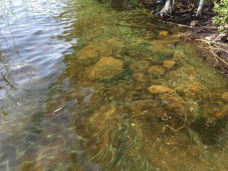 Päijänne (yhd.)-Vitikkala-ObsIMG-202106221340-60d1bfb0f3fe2.png