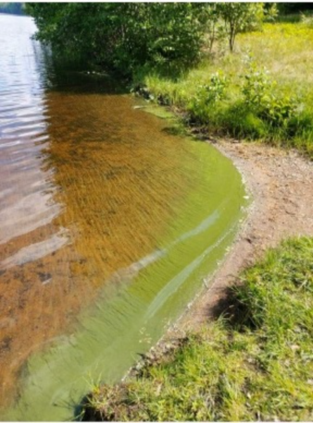 Tiedosto:Rausjärvi (23.067.1.014)-Uimaranta-ObsIMG-202305261700-64a3c2273b0c3.png