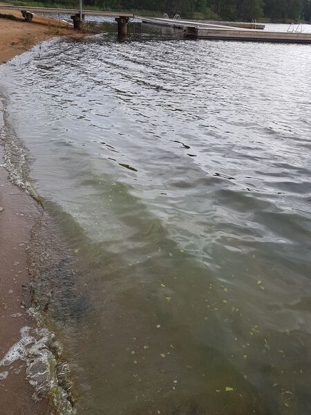 Tiedosto:Siilinjärvi (04.611.1.010)-Valtakunnallinen sinileväseuranta (Siilinlahti)-ObsALG-201908131100-11.jpg