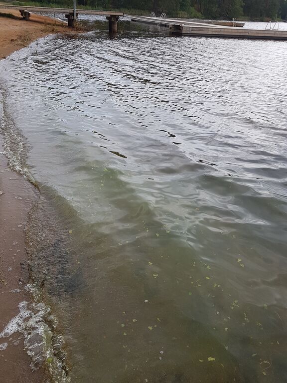 Siilinjärvi (04.611.1.010)-Valtakunnallinen sinileväseuranta (Siilinlahti)-ObsALG-201908131100-11.jpg