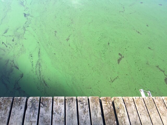 Tiedosto:Villikkala levä2.JPG