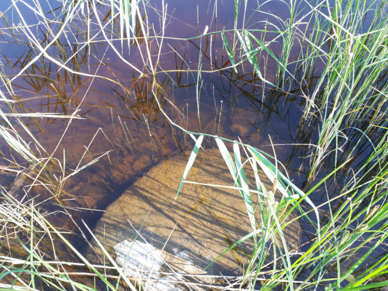 Kallavesi (yhd.)-Rotarien sinileväseuranta (Puutossalmi)-ObsIMG-202106220959-60d18cd729e6f.png