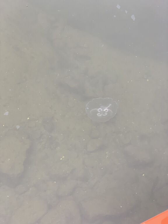 Dragsfjärdin ja Västanfjärdin välisaaristo-Kasnäs-ObsJELLY-201910181853-40.jpeg