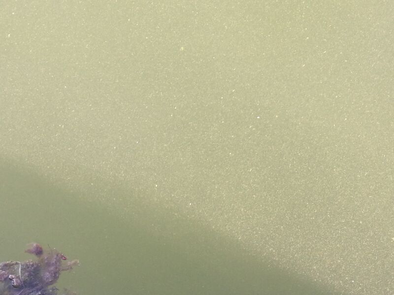 Tiedosto:Hangon läntisen selän ulkosaaristoalue-Havaintopaikka 5-ObsIMG-202006260905-15.jpg