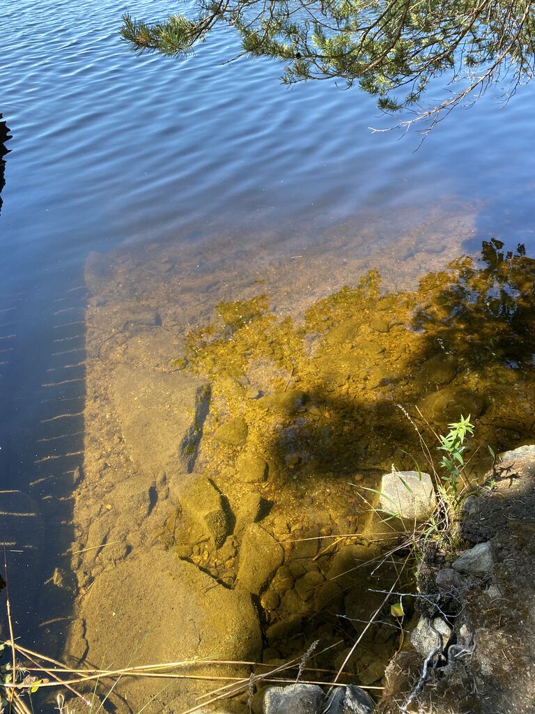 Konnivesi (14.131.1.001)-Rotarien sinileväseuranta (Myllyniemi)-ObsIMG-202006221336-72.jpeg