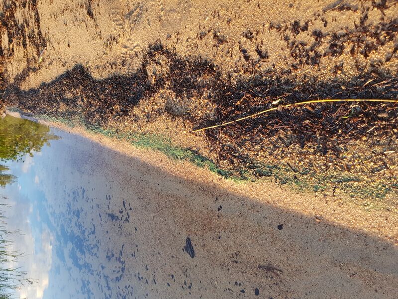 Tiedosto:Pielinen (04.411.1.001)-Pärnälahti-ObsALG-202007172129-29.jpg