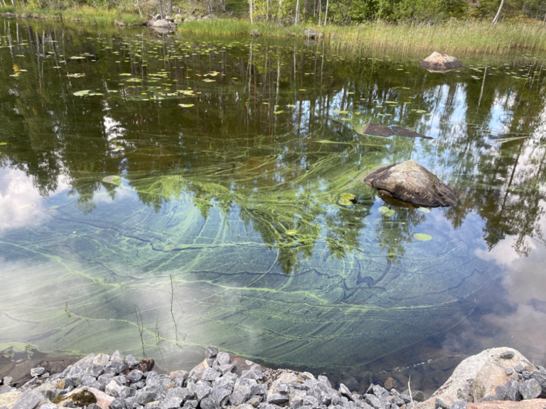 Saimaa (04.112.1.001)-Tiaisenkylä Mäntylänkuja 172-ObsIMG-202309081400-64fb1a6a0987f.png