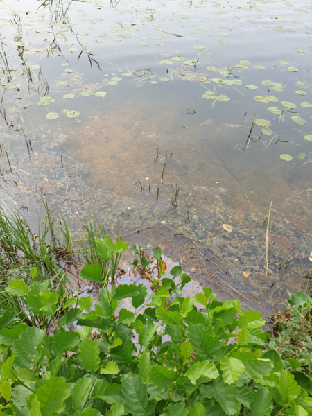 Tiedosto:Urpolanlampi (04.152.1.001)-Uusi hulevesiputki-ObsALG-202407171051-6698efaf6455a.png