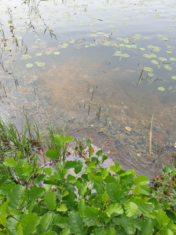 Urpolanlampi (04.152.1.001)-Uusi hulevesiputki-ObsALG-202407171051-6698efaf6455a.png