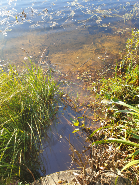 Tiedosto:Urpolanlampi (04.152.1.001)-Uusi hulevesiputki-ObsIMG-202410011050-66fbaac347825.png