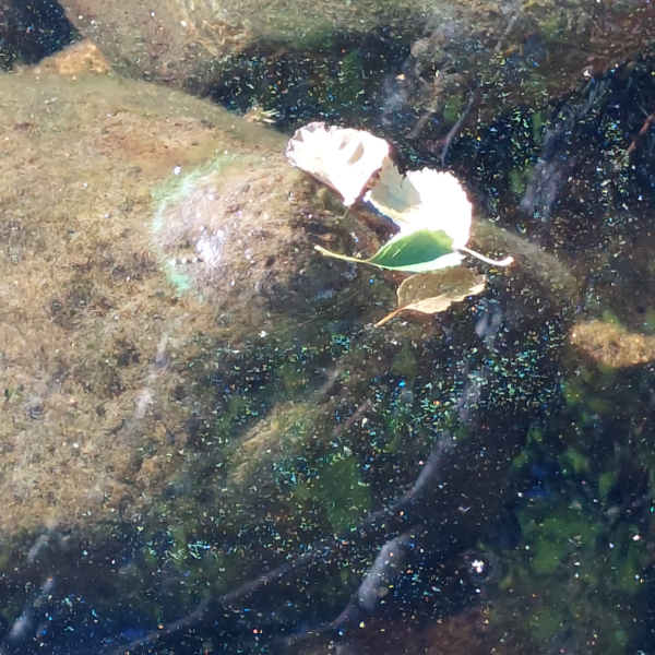 Tiedosto:Harinjärvi (04.359.1.006)-Harinniemi, Harinjärvi, Ylämylly-ObsALG-202409070915-66dbf2daa424c.png