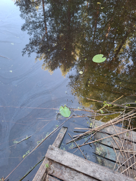 Tiedosto:Kallavesi (yhd.)-Rotarien sinileväseuranta (Puutossalmi)-ObsALG-202507161912-1752682525422.png