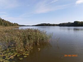 Poikkipuoliainen 3.JPG