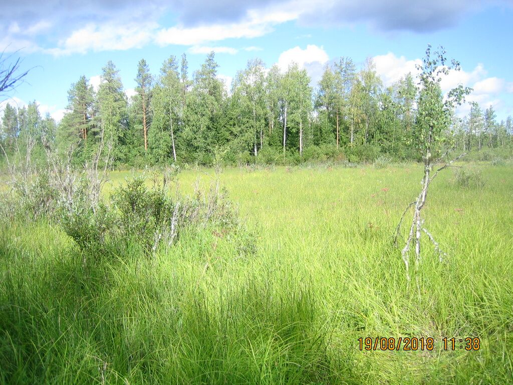 Saarilampi etelasta.JPG